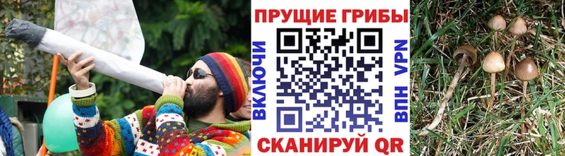 Псилоцибиновые грибы Cubensis  omg tor  это Telegram  даркнет сайт  Томск 